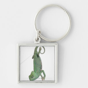 Porte-clés Jeune caméléon voilé, calyptratus de Chamaeleo