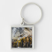 Porte-clés Jeune Sceau De Fourrure Sur Le Rocher (Devant)