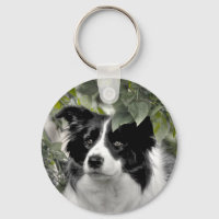 Joli chien Colley