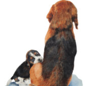 Porte-clés Joli chiot beagle avec maman chien