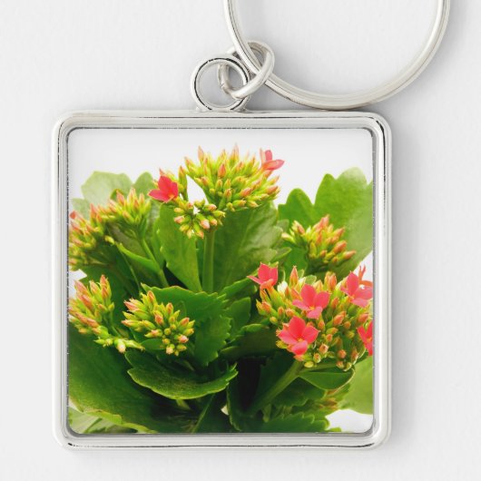 Porte-clés Kalanchoe blossfeldiana (Devant)