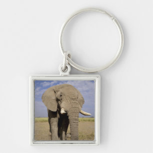 Porte-clés Kenya : parc national d'Amboseli, éléphant mâle