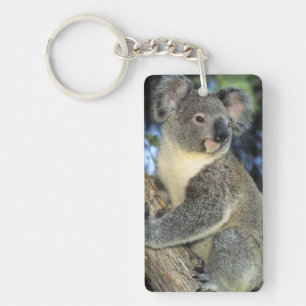 Porte-clés Koala, Phascolarctos cinereus), Australie,