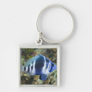 Porte-clés La vie sous-marine, POISSON : Indigo Hamlet