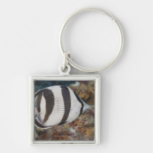 Porte-clés La vie sous-marine ; POISSONS : Un Butterflyfish