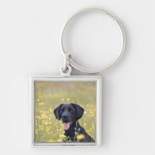 Porte-clés Labrador noir 16 mois