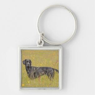 Porte-clés Labrador noir 16 mois 2