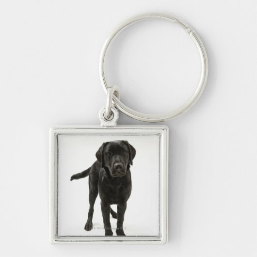 Porte-clés Labrador retriever noir (Devant)