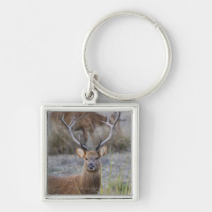 Porte-clés Le Barasingha ou le Barasinga (Rucervus