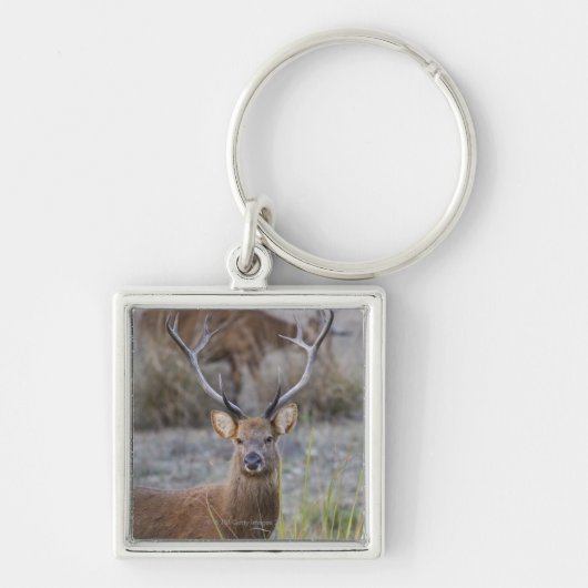 Porte-clés Le Barasingha ou le Barasinga (Rucervus (Devant)