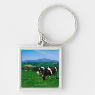 Porte-clés Le frison du Holstein effraye près de Borris,