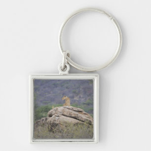 Porte-clés Le Kenya, réserve naturelle de Samburu, lion