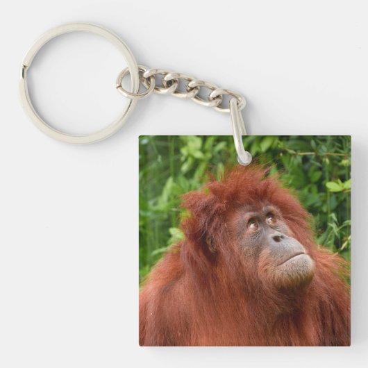 Porte-clés Le regard réfléchi d'Orangoutan (Devant)