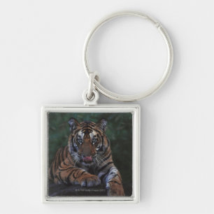 Porte-clés Le tigre CUB repose sur la roche