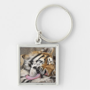 Porte-clés Lèchement d'altaica du Tigre de Panthera de tigre