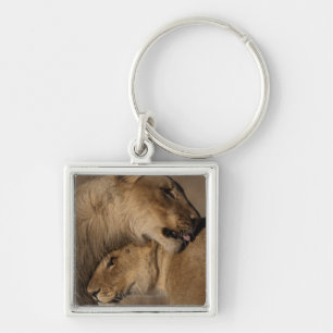 Porte-clés Les lions (Panthera Lion) appareillent la liaison,