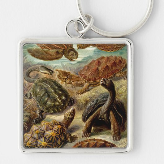 Porte-clés Les tortues Haeckel (Devant)