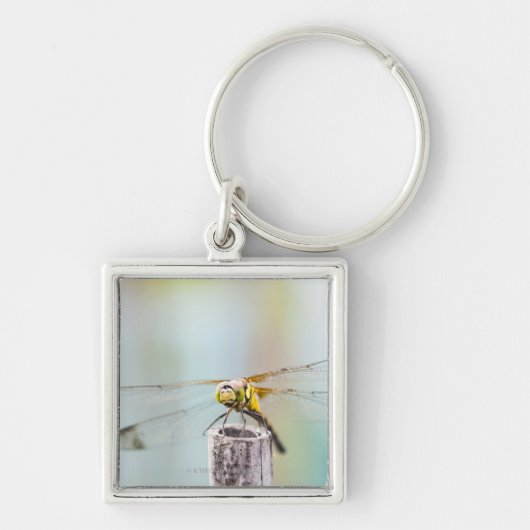 Porte-clés Libellule (infuscatum de Sympetrum) 2 (Devant)