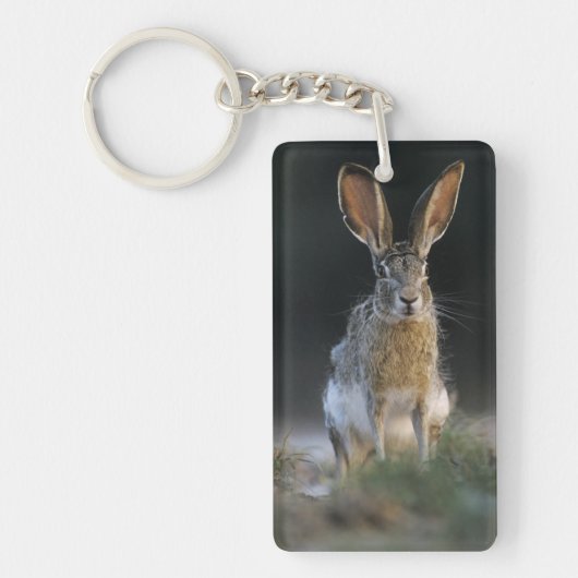 Porte-clés Lièvre à queue noire, Lepus californicus, 2 (Devant)