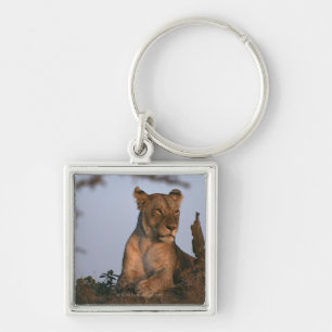 Porte-clés Lion 4