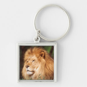 Porte-clés Lion adulte mâle