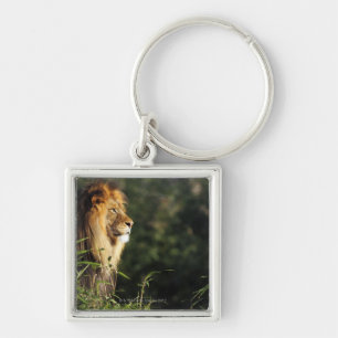 Porte-clés Lion africain masculin au zoo à Washington, dc 2