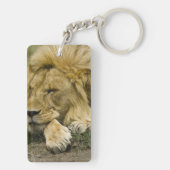 Porte-clés Lion d'Afrique, Lion panthère, endormi (Dos)