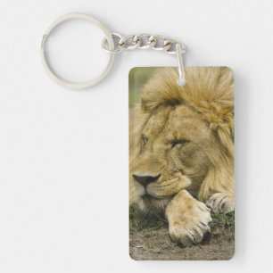 Porte-clés Lion d'Afrique, Panthera leo, couché endormi