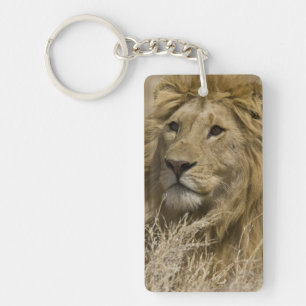 Porte-clés Lion d'Afrique, Panthera leo, Portrait d'un