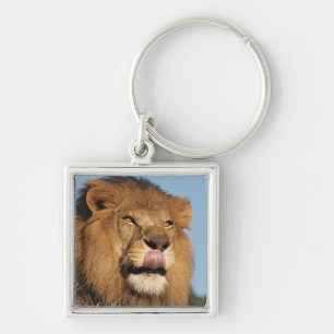 Porte-clés Lion d'Afrique (Panthera Leo), savane africaine