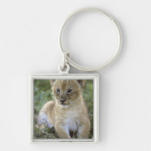 Porte-clés lion d'Afrique, Panthera leo), Tanzanie,