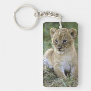 Porte-clés lion d'Afrique, Panthera leo), Tanzanie,