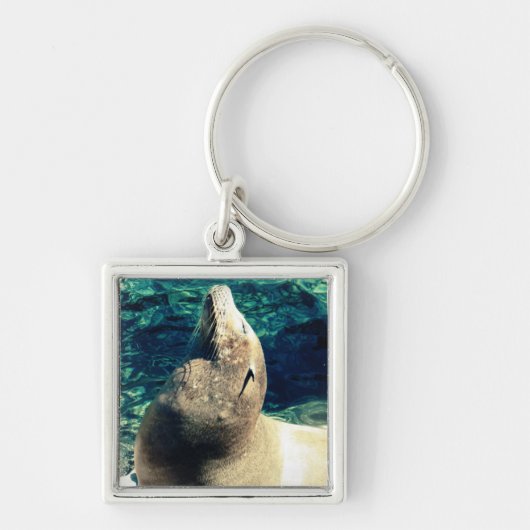 Porte-clés Lion de mer bronzant (Devant)