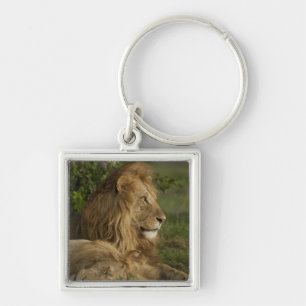 Porte-clés Lion, Panthera leo, Lower Mara, Masai Mara GR,