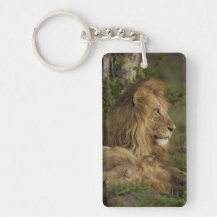 Porte-clés Lion, Panthera leo, Lower Mara, Masai Mara GR,