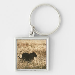 Porte-clés Lionne (Panthera Lion) silhouettée dans la longue