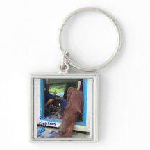 L'orang-outan de Leakey de camp regarde né pour