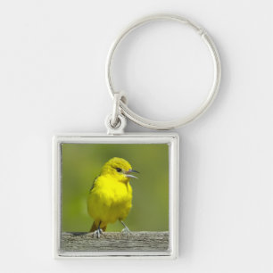 Porte-clés Loriole de verger - Photographie originale