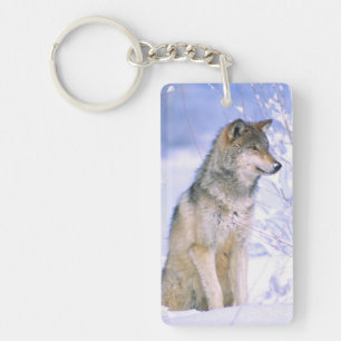 Porte-clés Loup gris assis dans la neige, Canis lupus,