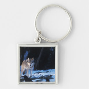 Porte-clés loup gris, Canis lupus, dans les contreforts