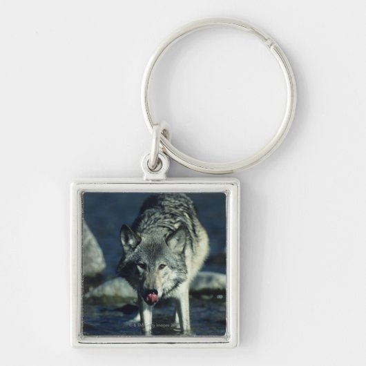 Porte-clés Loup gris dans le boire d'automne (Devant)