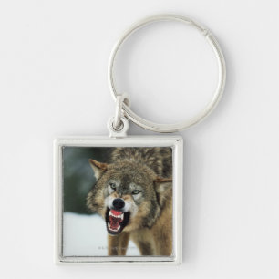 Porte-clés Loup gris de grondement