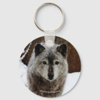 Loup gris en neige