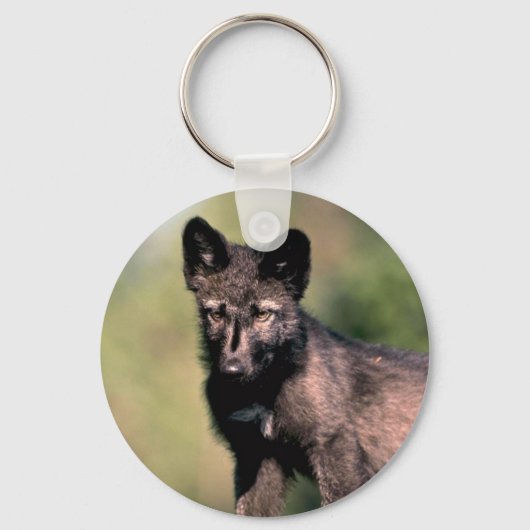 Porte-clés Loup gris-été- (phase noire) cub (Recto)