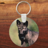 Porte-clés Loup gris-été- (phase noire) cub (Recto)