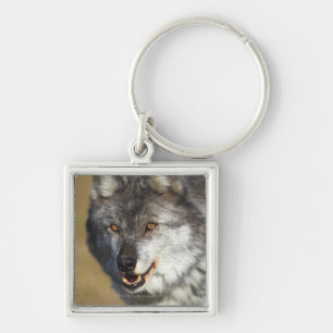 Porte-clés Loup (lupus de Canis)