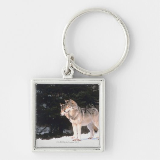 Porte-clés Loups gris (Devant)