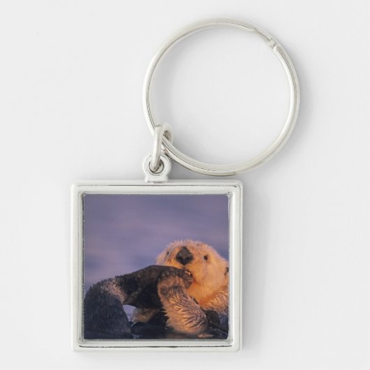 Porte-clés Loutre de mer, Enhydra lutris (Devant)