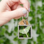 Porte-clés Luna Moth on Carnaby Clematis (main)