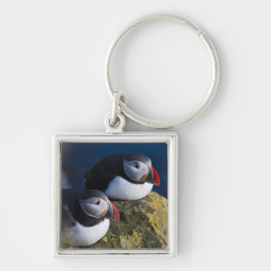 Porte-clés Macareux atlantique (Fratercula arctica) 7